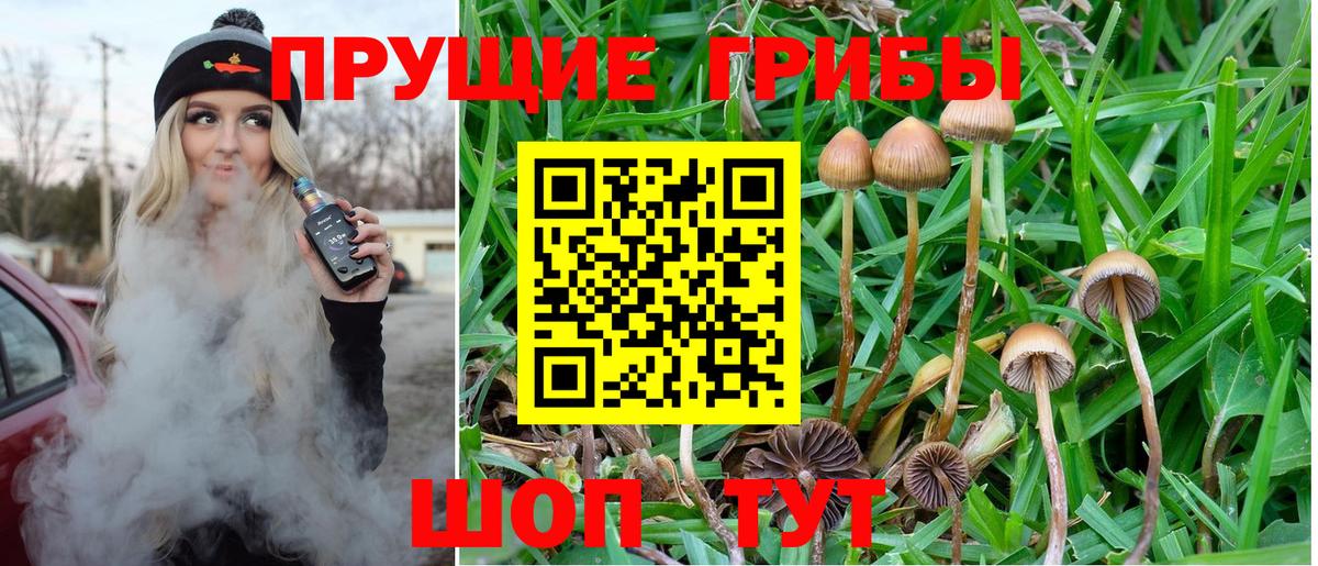 Кашира  как найти закладки  Вход с VPN  Псилоцибиновые грибы мицелий 